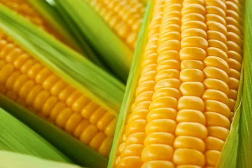 Vista 2 de Más de 100 increíbles semillas de maíz - Cultiva sabroso maíz dulce - Gran rendimiento
