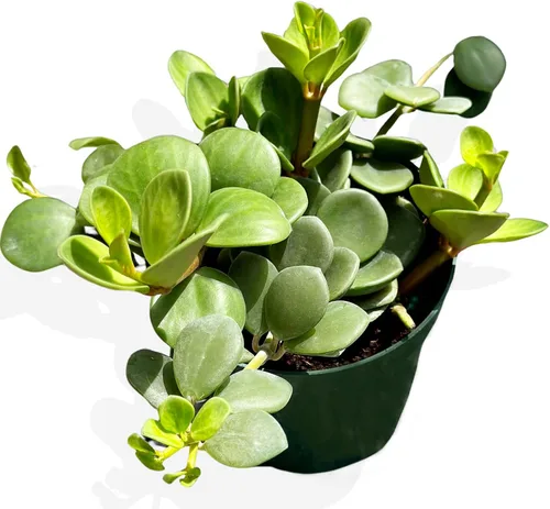 Vista 16 de Peperomia Ecuador Live Plant - Pet-Safe Indoor Decor