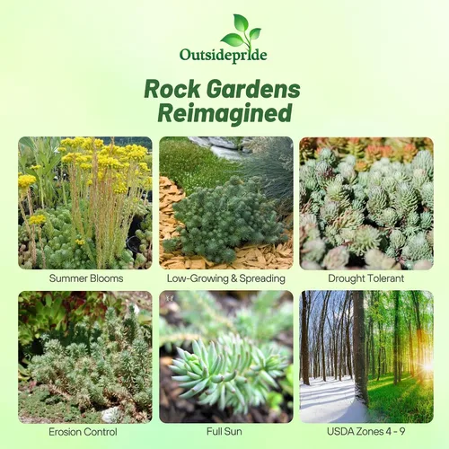 Vista 2 de Outsidepride Oracle Sedum Seeds - 100 semillas perennes de cobertura del suelo para plantar, plantas suculentas resistentes al frío y tolerantes al