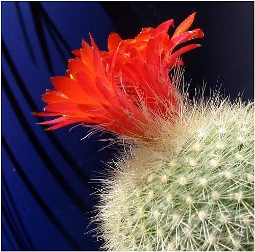 Vista 5 de Ball Cactus Mix 15 Semillas - Notocactus - Fácil de cultivar!