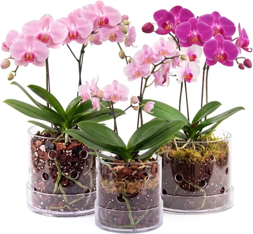 Vista 13 de Maceta de orquídea acrílica transparente de 4 pulgadas con agujeros redondos de 360° y bandeja