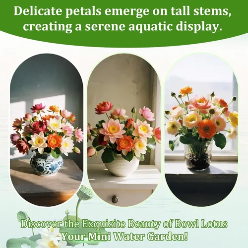 Vista 4 de 35 semillas de loto mixtas para plantar en agua, colorido tazón de loto y lirio acuático semillas de flores para estanques, bonsái, jardines