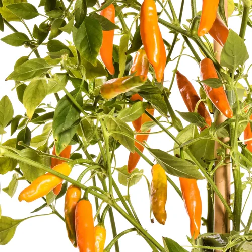 Vista 2 de Costeno Amarillo Pepper Seeds, Rare Mexican Heirloom Chili, Bright Lemony-Citrus Flavor, 25 Seeds