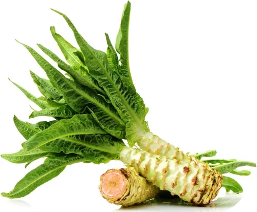 Vista 3 de Semillas Espárragos Lechuga Celtuce - 65 Días para Ensalada - Vegetales de reliquia - Sin OGM