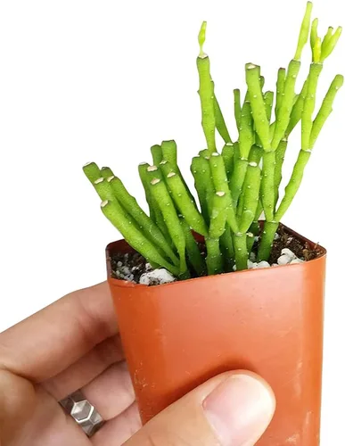 Vista 3 de Dancing Bones Hatiora Salicornioides 2 pulgadas + maceta de arcilla – Suculenta saludable, rara e inusual, planta viva de fácil cuidado, totalmente