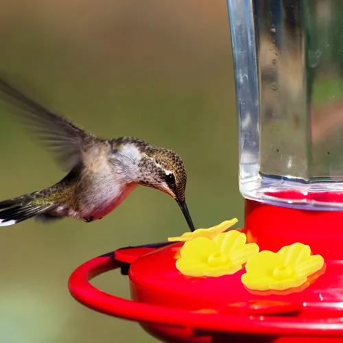 Vista 6 de 38 piezas de 3 tamaños de cepillo de limpieza para comederos de colibríes, mini cepillo de tubo de nailon con 16 piezas de repuesto para pájaros