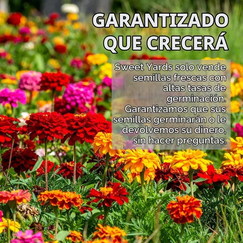 Vista 7 de Zinnia Cut & Come Again Mix - Paquete grande de 1 onza - 4,000 semillas de flores para plantar - Zinnia elegans