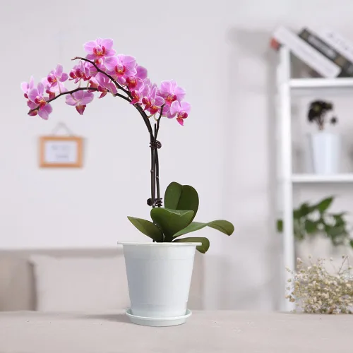 Vista 6 de Macetas de Orquídeas Transparentes de 4 Pulgadas con Agujeros que Combinan con Macetas de Orquídeas de Plástico Blanco, Juego de 2, Macetas