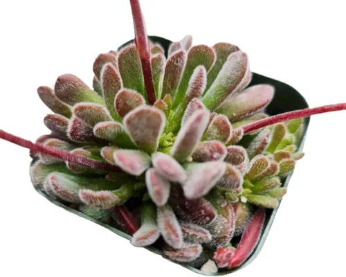 Vista 2 de Cactus vivo y plantas suculentas (maceta de 2 pulgadas Crassula Pubescens)