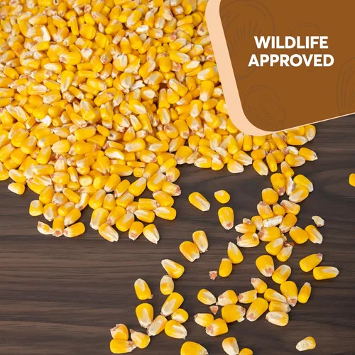 Vista 6 de Maíz entero de 10 libras - Semillas de aves y alimento para vida silvestre premium para patos, ciervos, ardillas, pollos y pavos - Maíz entero