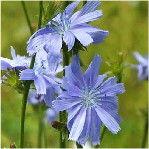 Vista 3 de Semillas de flores silvestres de achicoria de asta (Cichorium Intybus), 1 libra