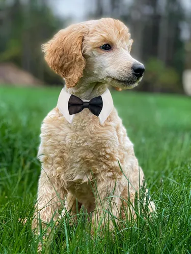 Vista 6 de Esmoquin para gatos, traje ajustable de Koolmox con lazos formales y corbatas para mascotas, corbata negra para niños pequeños y medianos, gatos