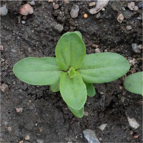 Vista 5 de Seed Needs State Fair - Semillas de zinnia para plantar flores cortadas mixtas, 1 paquete 4-Mezclado