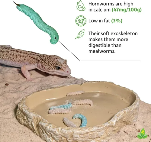 Vista 3 de Josh's Frogs Hornworms Habitat Cup (taza de 12 unidades)