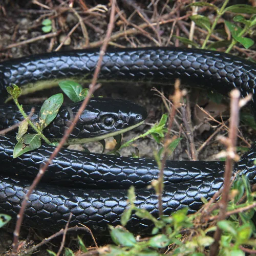 Vista 4 de Juguete de serpiente falsa de goma realista de 50 pulgadas Mamba para accesorios de jardín y broma práctica Para un práctico accesorio de broma