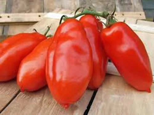 Vista 3 de TOMATE, SAN MARZANO, HEIRLOOM, 100 SEMILLAS, SEMILLAS DE TOMATE, TOMATE CLÁSICO