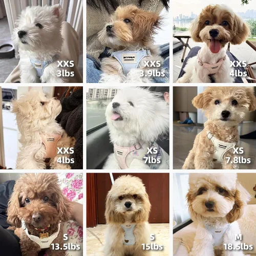 Vista 7 de Puppytie Arnés para perro y correa con patrón de oso, beige, XXS