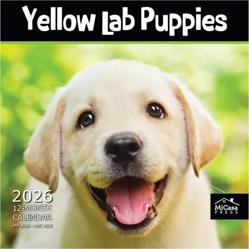 Vista 45 de MICASA PRESS Calendario de pared de Australian Shepherds Aussies 2027 02 - Pastores australianos