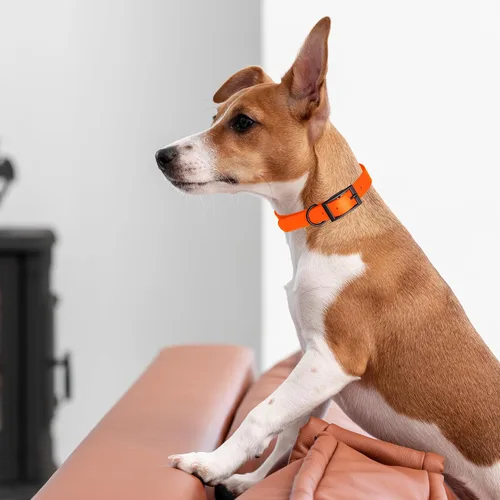 Vista 175 de Dogline Biothane - Collar impermeable para perro con hebilla de liberación rápida, resistente cincha de nailon recubierta con resistente y a prueba