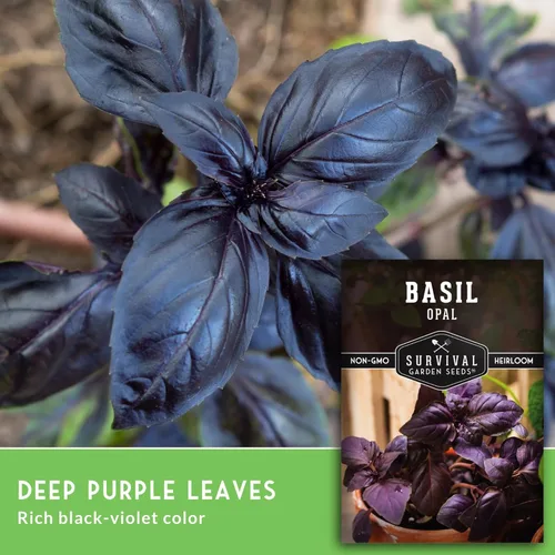 Vista 4 de Semillas de albahaca de ópalo para plantar, variedad de púrpura oscuro con hojas casi negras, variedad única de semillas de hierbas, reliquia