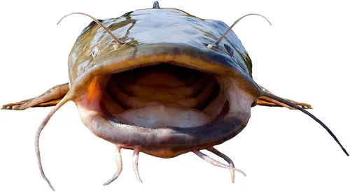 Vista 3 de CafePress Bigmouth Flathead - Taza de café de cerámica (11.0 fl oz)