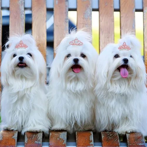 Vista 6 de MTLEE Accesorios para el cabello con diamantes de imitación de cristal, 2 pinzas de tiara para perros, niñas y disfraces de aseo de mascotas (rosa)