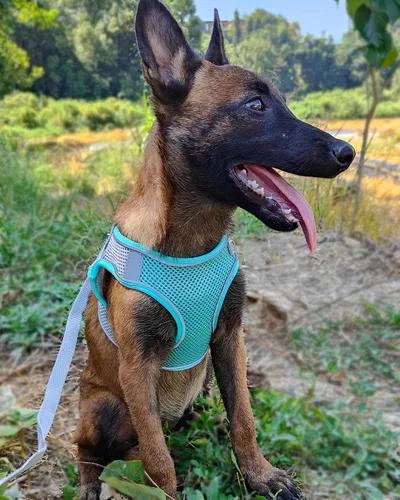 Vista 2 de Solmoony Juego de arnés y correa para perro de malla suave para perros pequeños a medianos, fácil de poner con chaleco acolchado (L, verde)