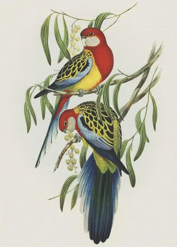 Vista 9 de Canguros australianos John Gould Counted Patrón de punto de cruz