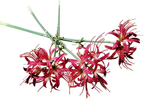 Vista 3 de Calcifer 3 tallos de lirios de araña roja, flores artificiales, bulbos de Lycoris (rojo oscuro)
