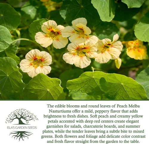 Vista 6 de Peach Melba - Semillas de capuchina enana para plantar, (Tropaeolum nanum), más de 30 semillas de flores por paquete, semillas de jardín de Isla