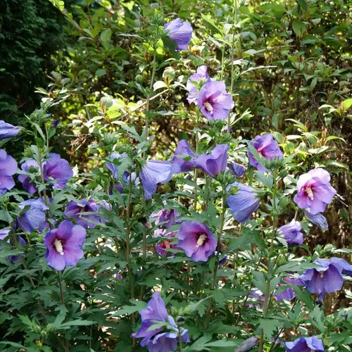 Vista 2 de Paraplu Violet - Rosa de Sharon - Hibisco - Maceta de 4" - Proven Winners