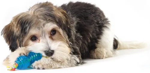 Vista 4 de Petstages Mini Orka - Par de juguetes masticables para perros con huesos y mancuernas, paquete de 2