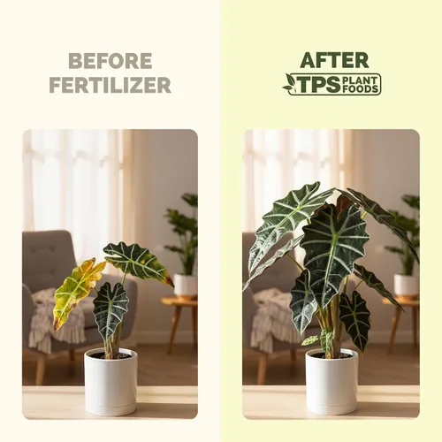 Vista 3 de Alocasia Fertilizer - Alimento líquido vegetal para hojas más grandes, 32