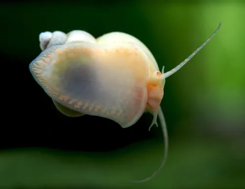 Vista 6 de Aquatic Arts 1 caracol misterioso marfil vivo, control de acuario de agua dulce, transparente de vidrio, seguro en tanques de peces Tetra, Guppy