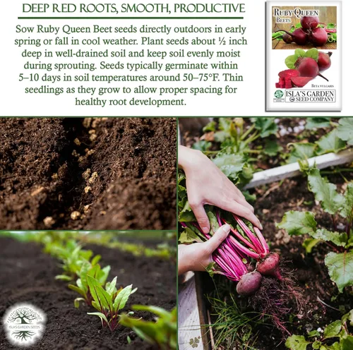 Vista 5 de Semillas de remolacha roja "Ruby Queen" para plantar, más de 100 semillas tradicionales por paquete, semillas de jardín de Isla