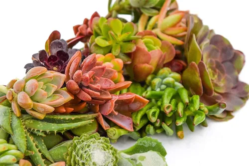 Vista 2 de Succulent Market - Esquejes surtidos (paquete de 20) suculentas de 2 a 3 pulgadas a granel