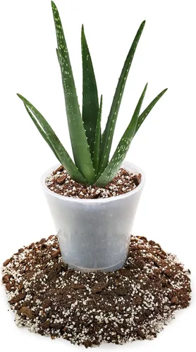 Vista 2 de GARDENERA Mezcla de tierra para macetas de aloe vera prémium (bolsa de 2 cuartos de galón)