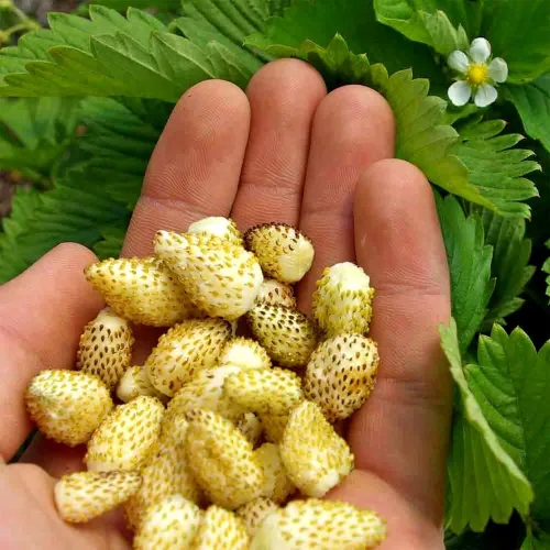 Vista 2 de Seeds Yellow Alpine Wild Strawberry 120+ Semillas sin OMG para plantar plantas perennes