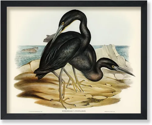 Vista 82 de Poster Master Póster vintage de James Audubon – Impresión retro de amargo americano – Arte de aves de América – Regalo para hombres, mujeres