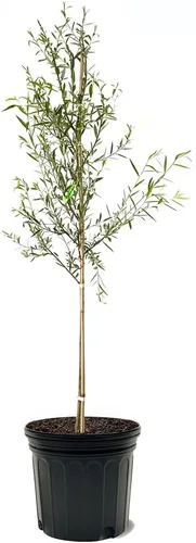 Vista 6 de Sauce llorón, caducifolio, de crecimiento rápido, árbol de sombra, 2-3 pies de altura del árbol, maceta de vivero de 1 galón