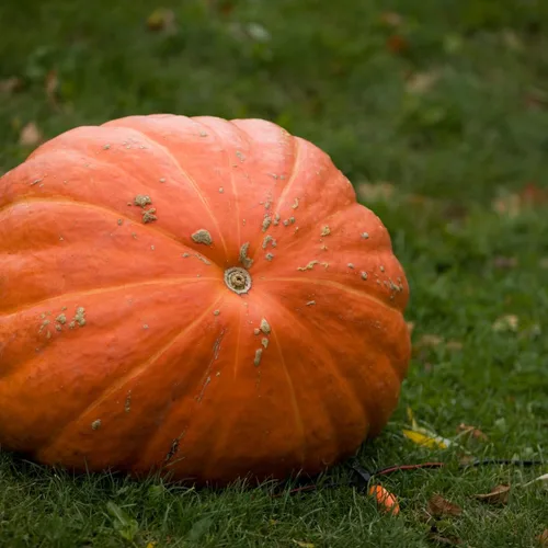 Vista 4 de Brownie Brand - Semillas de calabaza gigante Atlantic - Semillas tradicionales sin OMG para cultivar calabazas masivas de hasta 1,000 libras, alta