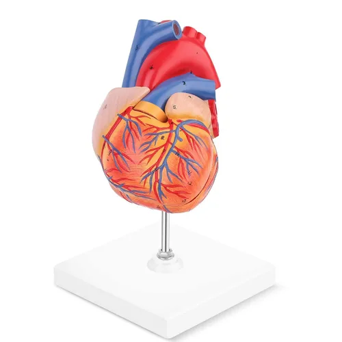 Vista 4 de SKUMOD Modelo de corazón humano 1:1, tamaño real de 2 partes de corazón numerado preciso que muestra 48 estructuras internas anatómicas