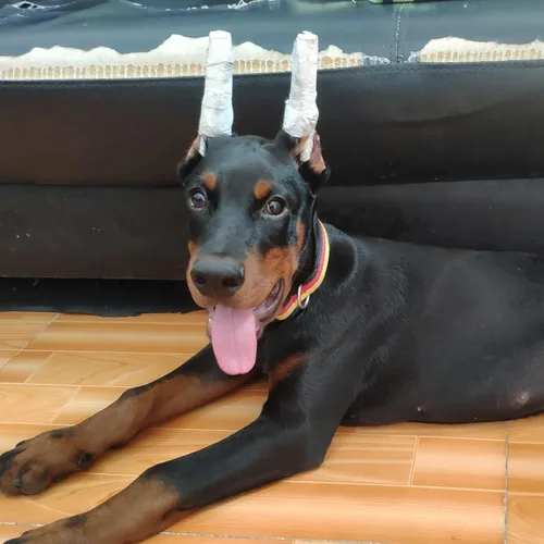 Vista 5 de Ipetboom Kit de 10 piezas de publicación de orejas de perro, herramienta de soporte para orejas de perro, herramienta de soporte para orejas