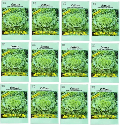 Vista 6 de Juego de 12 paquetes de semillas de verduras de roqueta de rúcula, crea un jardín de lujo, todas las semillas son reliquias, 100% sin OMG