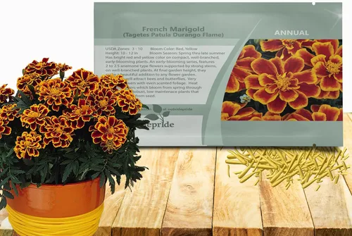 Vista 8 de Outsidepride Tagetes patula Ollas de Caléndula Francesa de Oro Semillas de Flores de Jardín - 100 Semillas