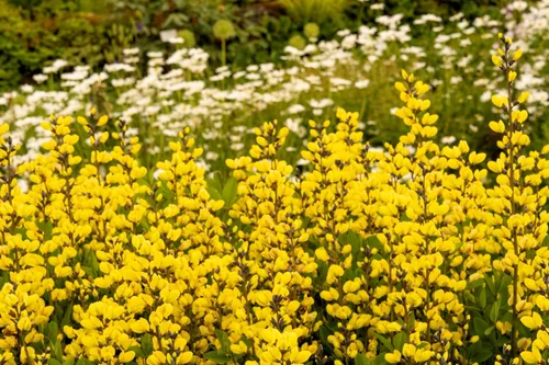 Vista 2 de 25 semillas de flores de índigo falso índigo silvestre amarillo Baptisia Tinctoria