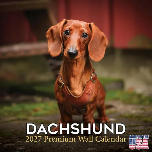 Vista 200 de Calendario de Lebrel Afgano 2025 2026, calendario mensual de pared de raza canina, 12" x 18" abierto, papel grueso sin traspaso, ideal para regalo