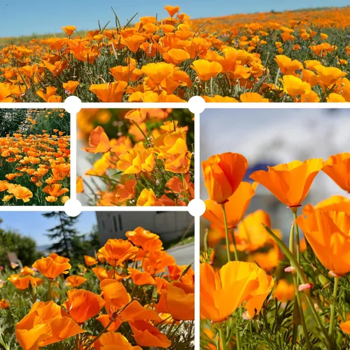 Vista 2 de Semillas de amapola naranja de California para plantar, paquete a granel de 0.35 onzas, más de 10,000 semillas nativas, flor del estado de California