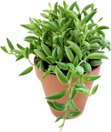 Vista 2 de Senecio String of Bananas Succulent a la venta (2 pulgadas + maceta de arcilla) - Guía de cuidado