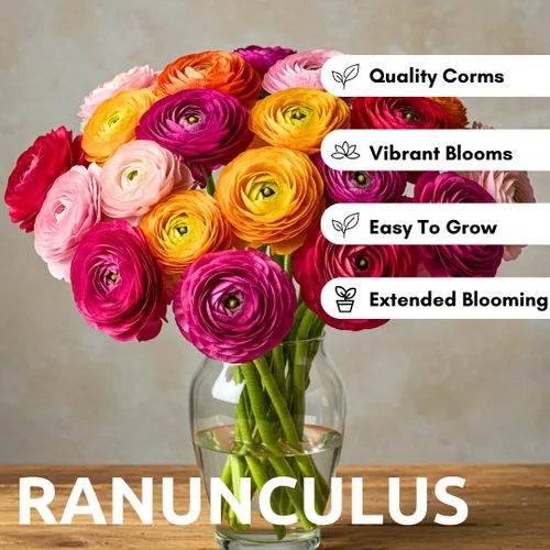 Vista 6 de Bulbos de Ranúnculos de Colores Mixtos para Plantar - Se envía desde Iowa, EE. UU. (5 Bulbos)